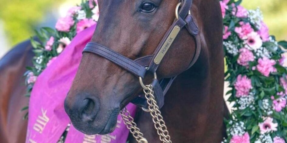 Hohneck elitloppet