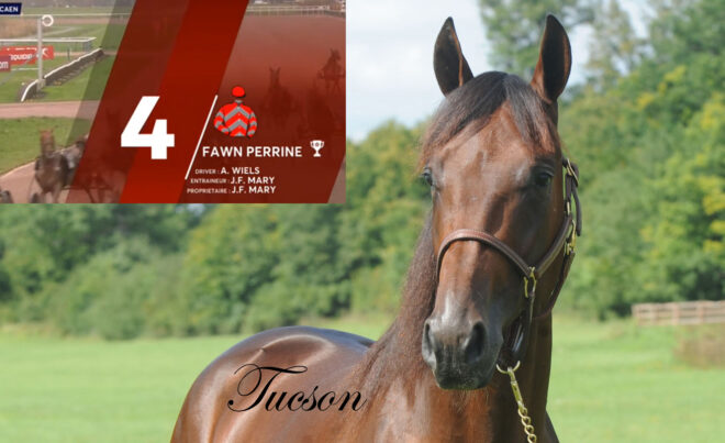 fawn-perrine