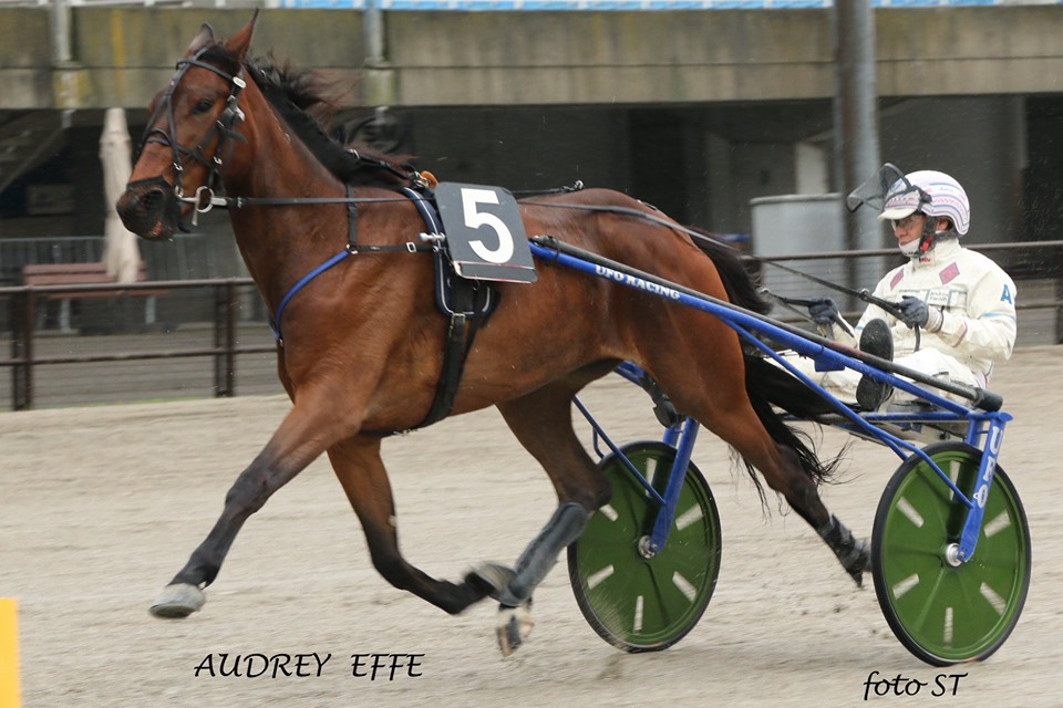 audrey-cacciare-filly