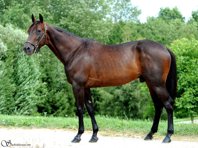 bold spegel
