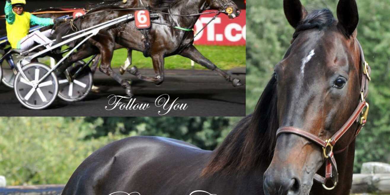 follow-you