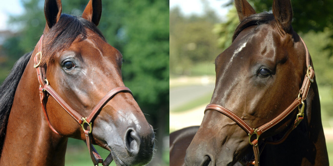 Ready Cash och Tucson