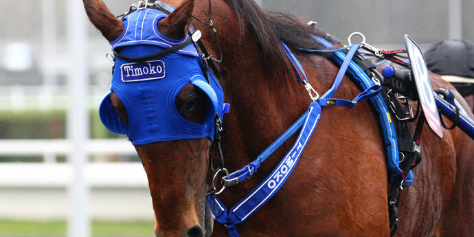 Timoko